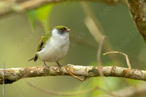 The pin-tailed manakin (Ilicura militaris) is a suboscine species of bird within the manakin family, Pipridae. This species is endemic to the Eastern coast of Brazil within the humid Atlantic Forest
