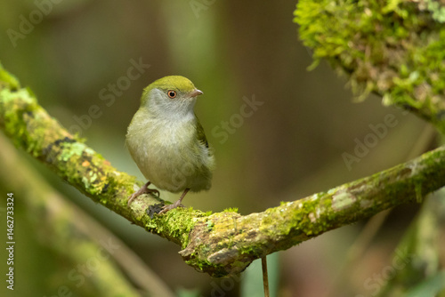The pin-tailed manakin (Ilicura militaris) is a suboscine species of bird within the manakin family, Pipridae. This species is endemic to the Eastern coast of Brazil within the humid Atlantic Forest