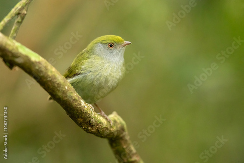 The pin-tailed manakin (Ilicura militaris) is a suboscine species of bird within the manakin family, Pipridae. This species is endemic to the Eastern coast of Brazil within the humid Atlantic Forest