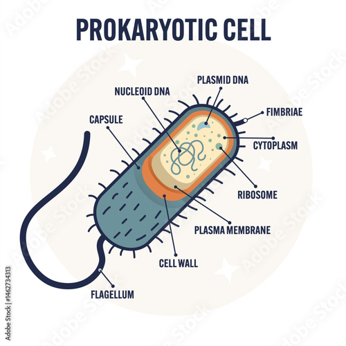 Modern flat vector illustration of a prokaryotic cell structure, labeled diagram simple archaea, educational biology design for textbooks, science posters, classroom e-learning materials bacterial