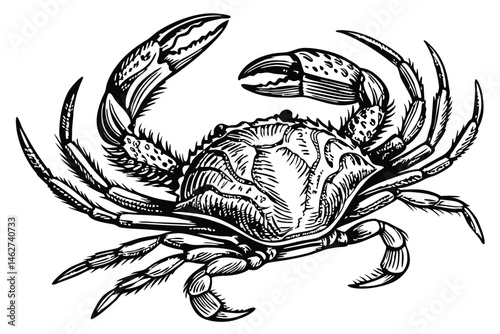57 Detailed black and white illustration, crab anatomy, scientific drawing, top view, crustacean, marine biology, fine line art, textured shell, symmetrical, realistic claws, segmented legs, high cont