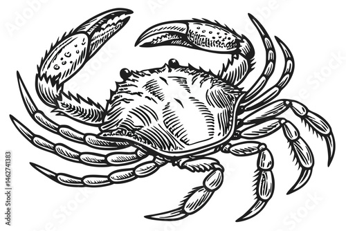57 Detailed black and white illustration, crab anatomy, scientific drawing, top view, crustacean, marine biology, fine line art, textured shell, symmetrical, realistic claws, segmented legs, high cont