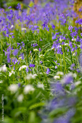 bluebells and wild garlic alliums in a field low depth of field 