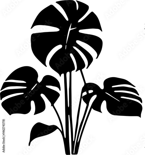 vector illustration of a monstera