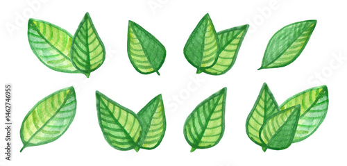 Obraz na płótnie Set of watercolor green leaves. Watercolor design element. w salonie