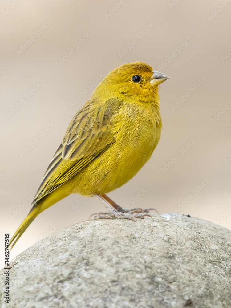 Fototapeta premium The saffron finch (Sicalis flaveola) is a tanager from South America that is common in open and semi-open areas in lowlands outside the Amazon Basin.