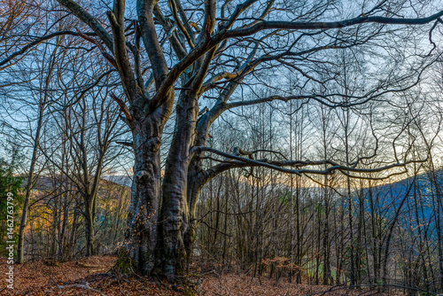 autumn in the forest