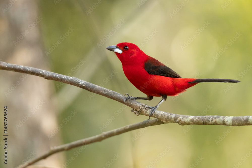 Fototapeta premium The Brazilian tanager (Ramphocelus bresilia) is a species of bird in the family Thraupidae. It is endemic to eastern Brazil and far northeastern Argentina