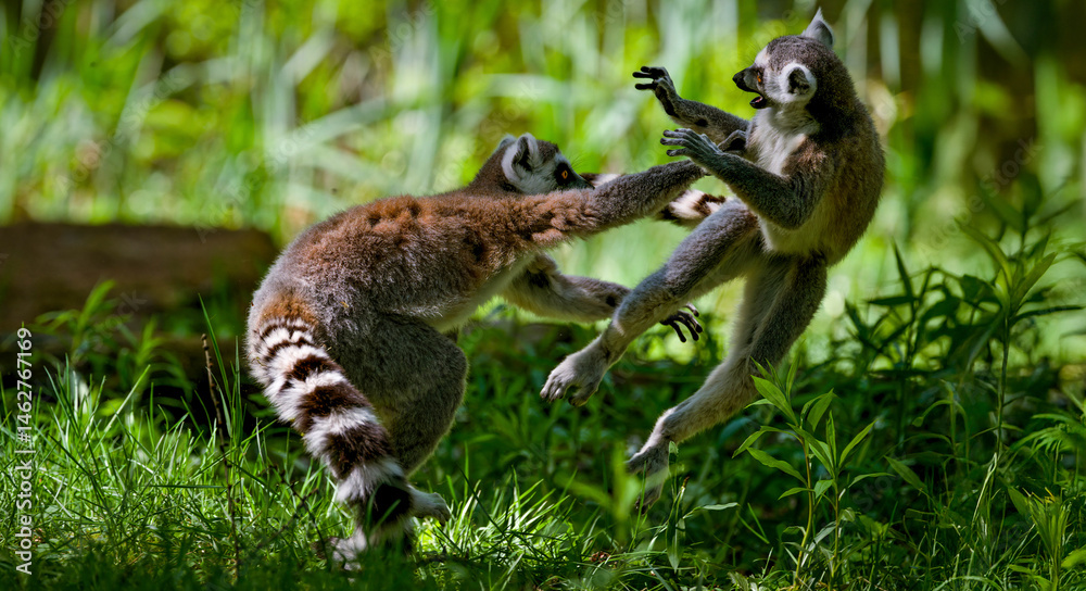 ring tailed lemur catta