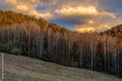 Obraz na płótnie Mountainside forest w salonie