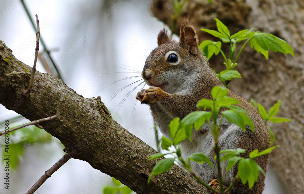 squirrel on a tree