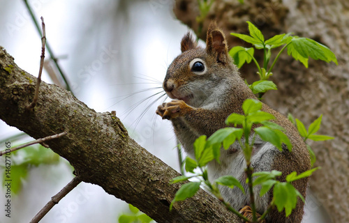 Obraz na płótnie squirrel on a tree w salonie