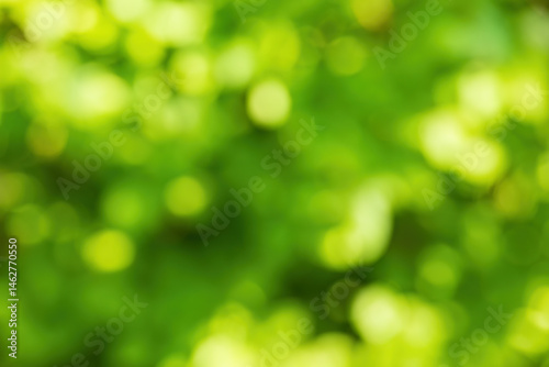 Green nature bokeh abstract background
