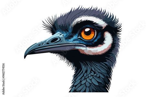 Emu bird head, Funny emu bird looking inquiringly color graphic sketch isolated on white background (Dromaius novaehollandiae)