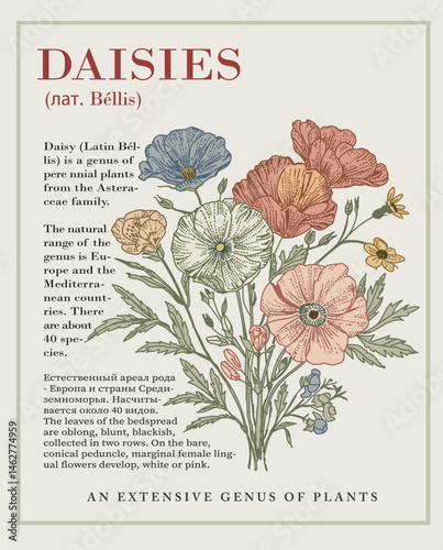 Daisies fabric blooming realistic isolated flowers. Vintage background. Set Jasmine wildflowers. Wallpaper baroque. Drawing engraving. Vector illustration