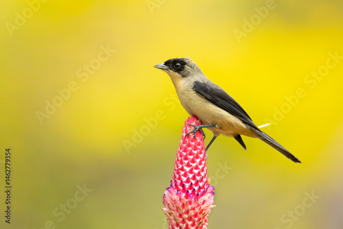 The black-goggled tanager (Trichothraupis melanops) is a species of bird in the family Thraupidae. It is the only member of the genus Trichothraupis photo