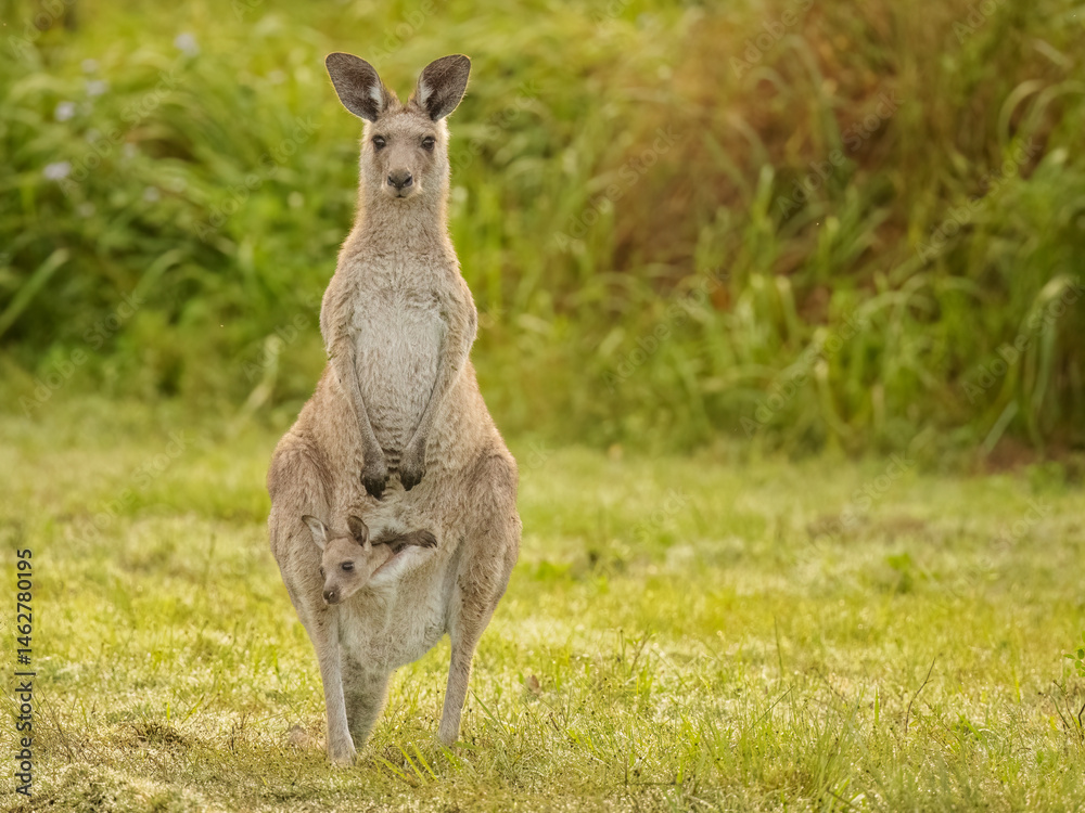 Fototapeta premium Eastern Grey Kangaroo, Macropus giganteus, with Joey in pouch,