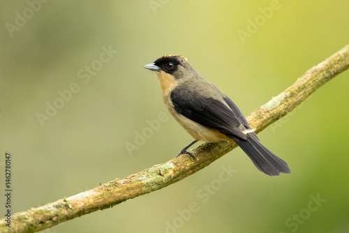 The black-goggled tanager (Trichothraupis melanops) is a species of bird in the family Thraupidae. It is the only member of the genus Trichothraupis photo