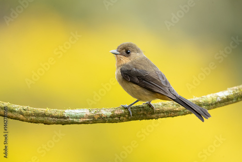 The black-goggled tanager (Trichothraupis melanops) is a species of bird in the family Thraupidae. It is the only member of the genus Trichothraupis photo