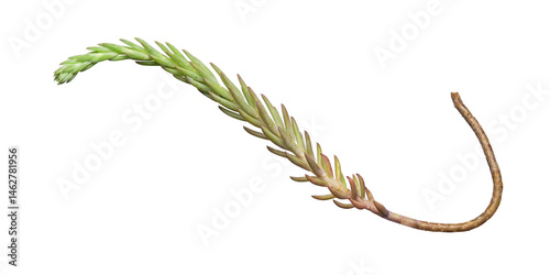 branch of a succulent plant outlined and isolated, imperfect natural element with sinuous shape