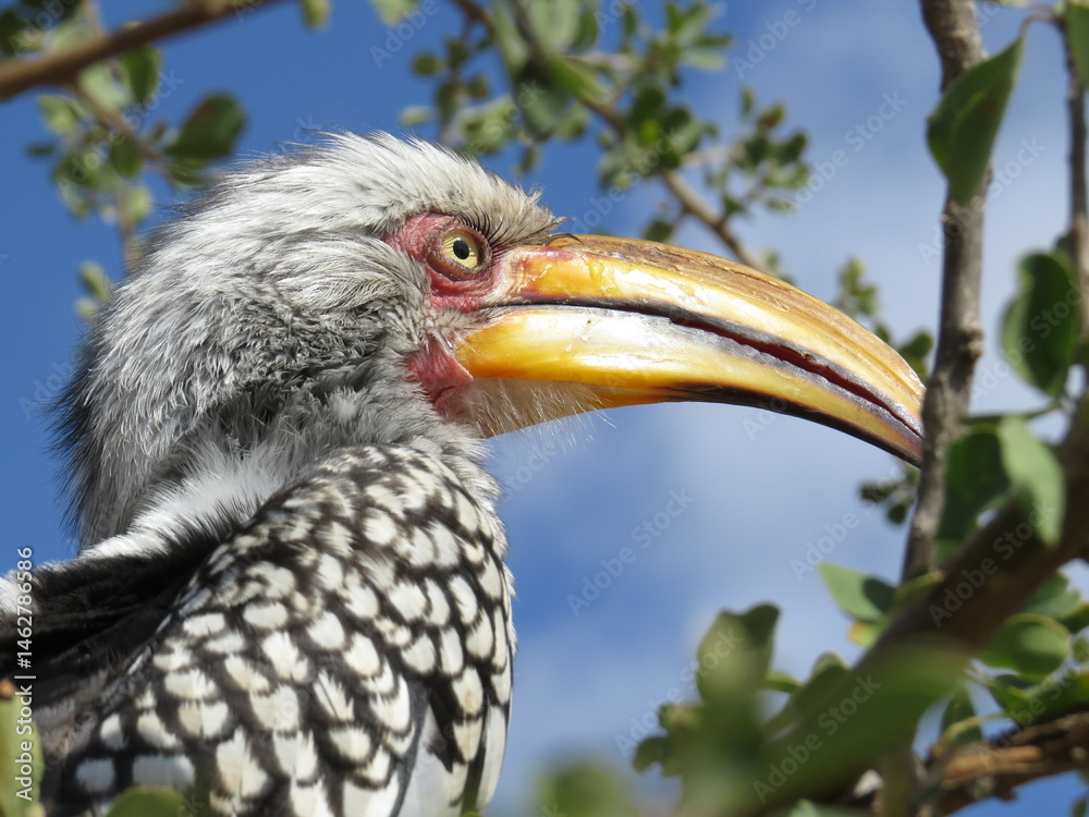 Fototapeta premium Yellow billed hornbill bird in Kruger Park