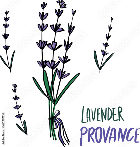 lavander flovers provance set. Vector illustration