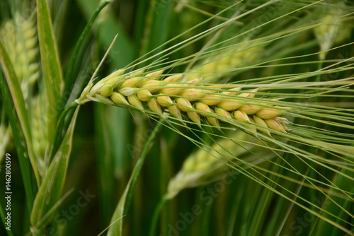 Pflanze, Getreide, Makro, Gerste, Natur, Sommer