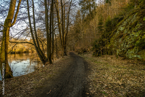 Obraz na płótnie path in the forest w salonie