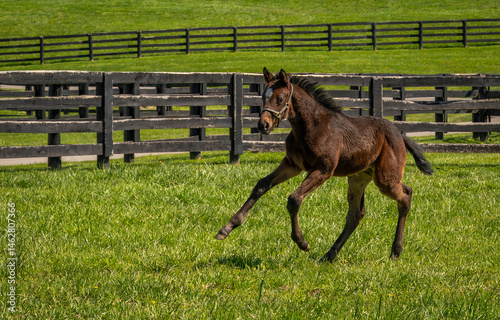 Obraz na płótnie horse foal running w salonie