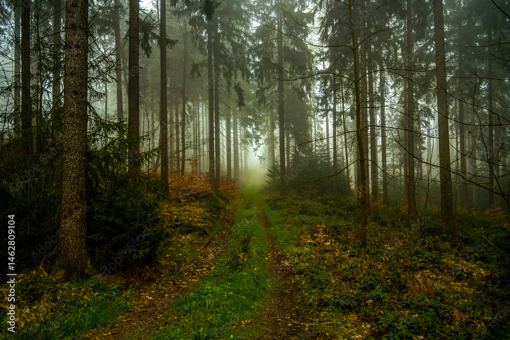 Foggy morning in the woods. Misty forest path