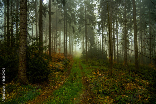 Obraz na płótnie Foggy morning in the woods. Misty forest path w salonie