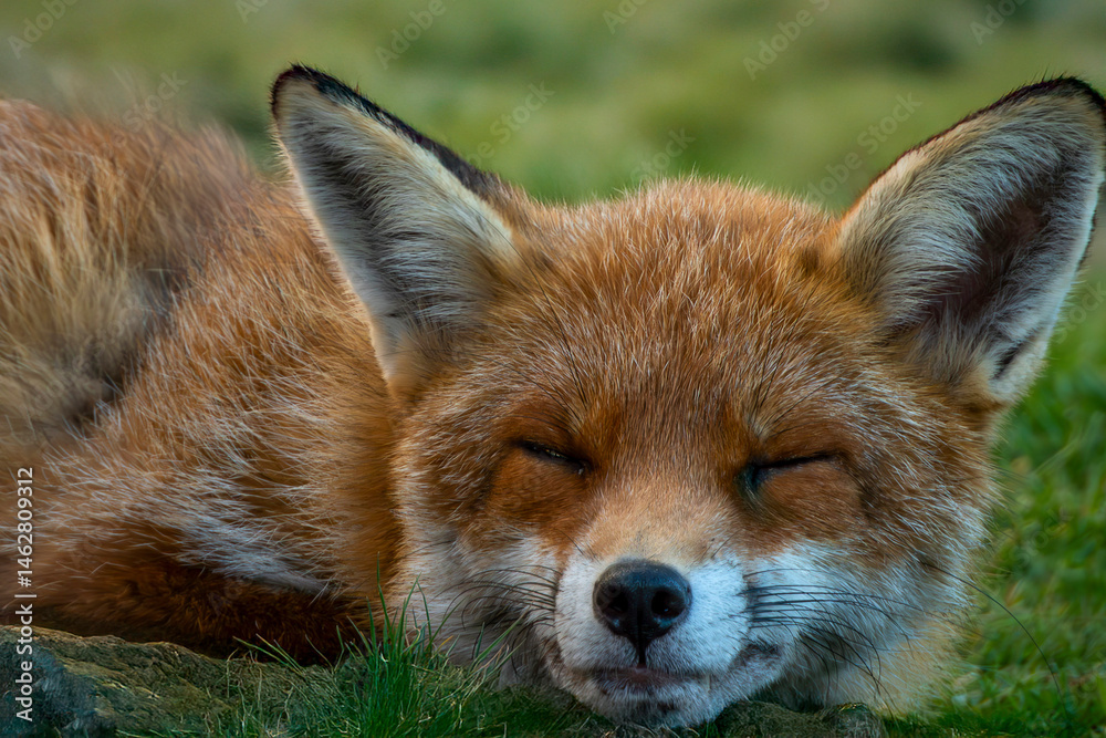 red fox portrait