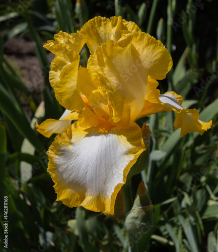 photo of yellow and white bearded iris on green leaf background