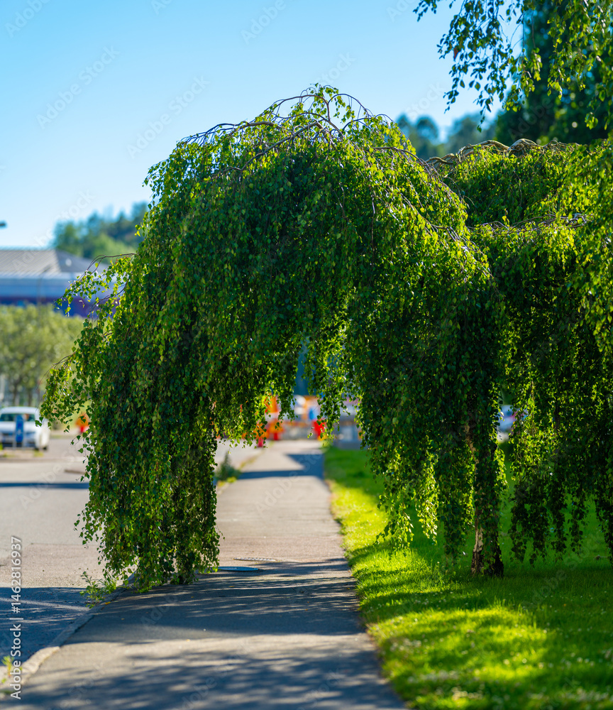green archway formed by weeping tree over sidewalk.