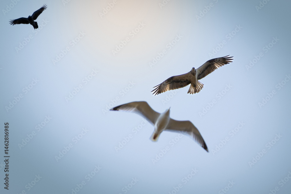 Obraz premium Osprey in flight with a blue sky background