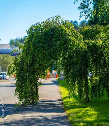 Obraz na płótnie green archway formed by weeping tree over sidewalk. w salonie