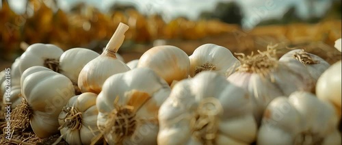 Close-up view of freshly harvested garlic bulbs resting on rich soil, showcasing agricultural beauty in a sunlit field. Perfect for food, farm, or health themes.