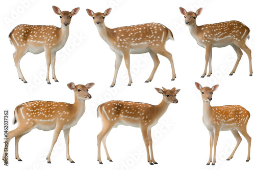 Wallpaper Mural Adorable Collection of Six Axis Deer High-Resolution Images for Design Projects Torontodigital.ca