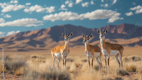 Three springboks in Namibian desert, mountains background, wildlife photography