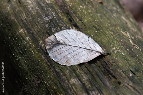 Leaf on a tree