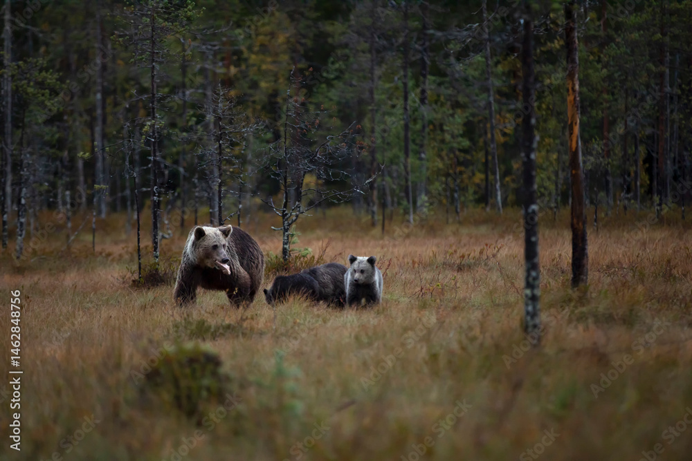 Autumn taiga forest with bear cub with mother. Beautiful baby brown bear (Ursus arctos) walk through the forest. Dangerous animal in nature forest and meadow, Finland.