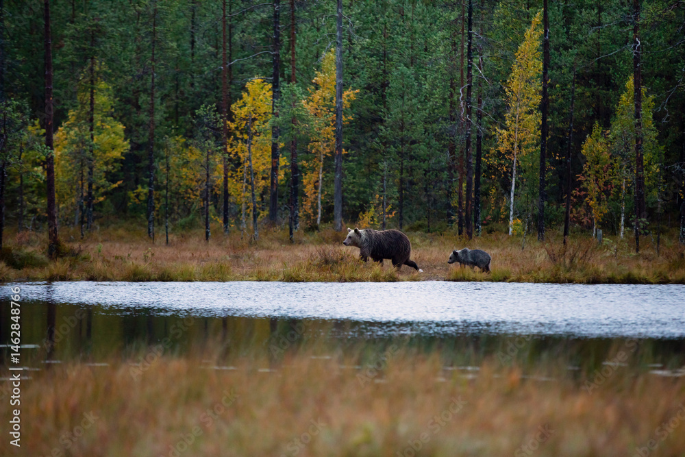 Autumn taiga forest with bear cub with mother. Beautiful baby brown bear (Ursus arctos) walk through the forest. Dangerous animal in nature forest and meadow, Finland.