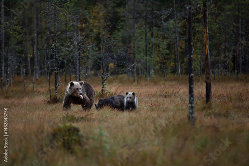 Obraz na płótnie Autumn taiga forest with bear cub with mother. Beautiful baby brown bear (Ursus arctos) walk through the forest. Dangerous animal in nature forest and meadow, Finland. w salonie