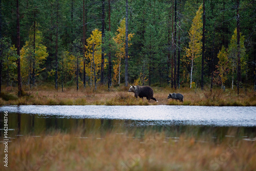 Obraz na płótnie Autumn taiga forest with bear cub with mother. Beautiful baby brown bear (Ursus arctos) walk through the forest. Dangerous animal in nature forest and meadow, Finland. w salonie