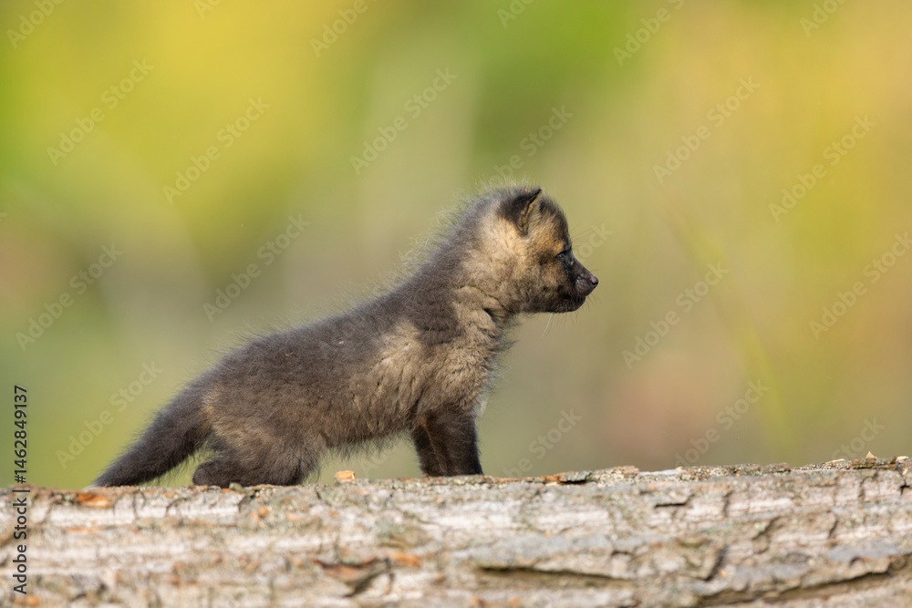 Red fox cub. Vulpes vulpes. European wildlife. Very young cute red fox cub on fallen log. Young fox exploring the world.