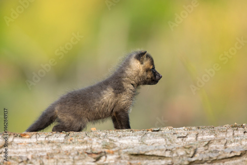 Red fox cub. Vulpes vulpes. European wildlife. Very young cute red fox cub on fallen log. Young fox exploring the world.