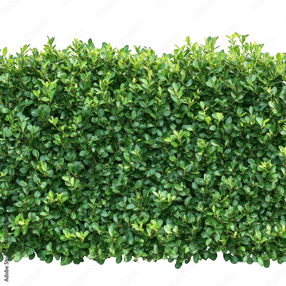Fototapeta premium A dense green hedge isolated against black space
