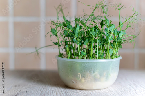 Fresh microgreens peas in a bowl.