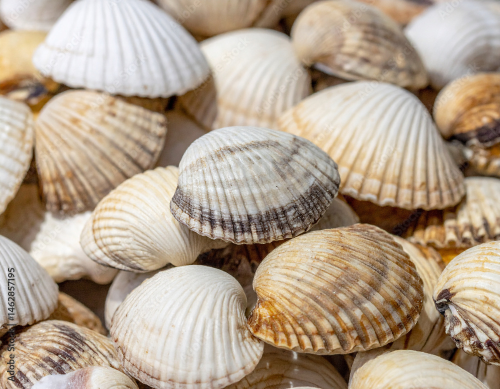 A close-up of cowrie shells, historically used as currency and still significant in Maldivian culture and crafts.