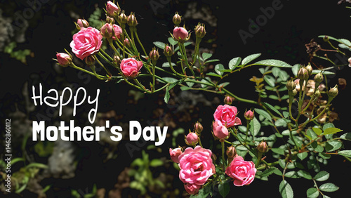 Mother's Day card with text greeting on natural nature background of small pink rose plant. Happy Mother's Day with roses flower grow on tree.